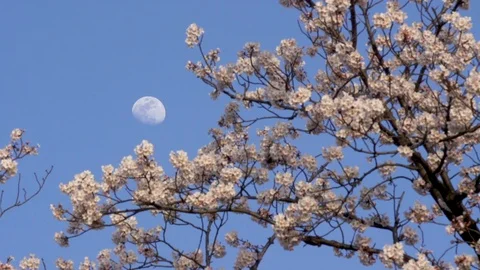 TOKYO CHERRY-BLOSSOM Video stock 94676844