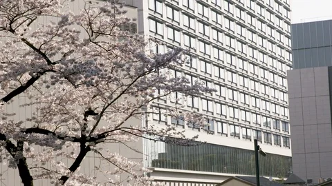 TOKYO CHERRY BLOSSOM LEFT Video stock 94676343