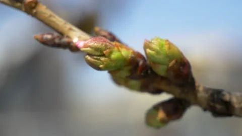 Tokyo Cherry buds 2021 Spring Stock Footage 150296252