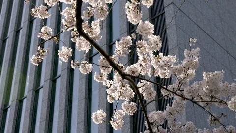 TOKYO CHERRY TREE BRANCH Video stock 94676610