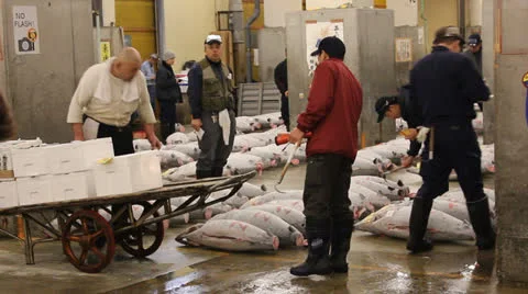 TOKYO - CIRCA MARCH 2013: Several workers inspect tuna at the Tsukiji auction in Stock Footage