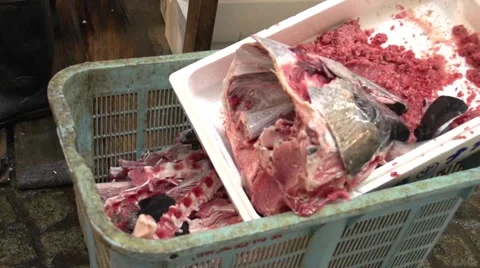 Tokyo Fish Market Stock Footage 46583504