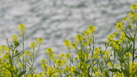 TOKYO FLOWERS Video stock 94678070