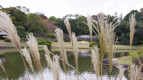 Tokyo Lake Stock Footage 255861744