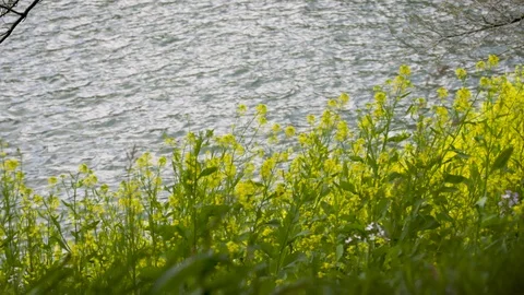 TOKYO PARK 스톡 동영상 93262591