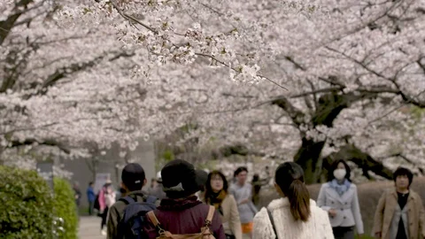 TOKYO PARK WALKING Video stock 93262539