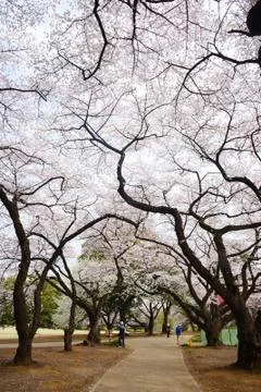 Tokyo sakura Stock Photos