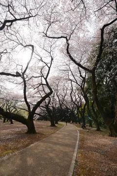 Tokyo sakura Stock Photos