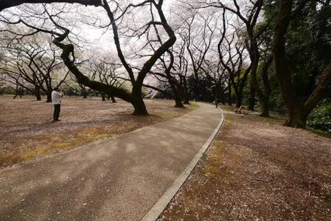 Tokyo sakura Stock Photos