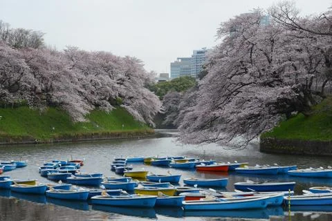 Tokyo sakura Stock Photos