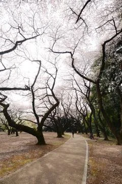 Tokyo sakura Stock Photos