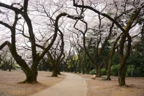 Tokyo sakura Stock Photos