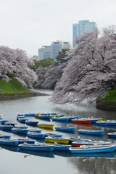 Tokyo sakura Stock Photos