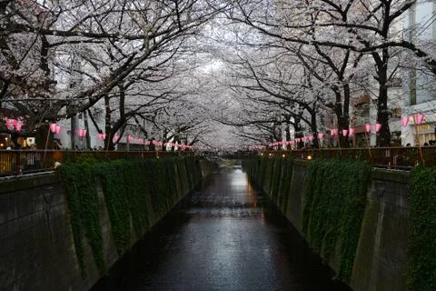 Tokyo sakura Stock Photos