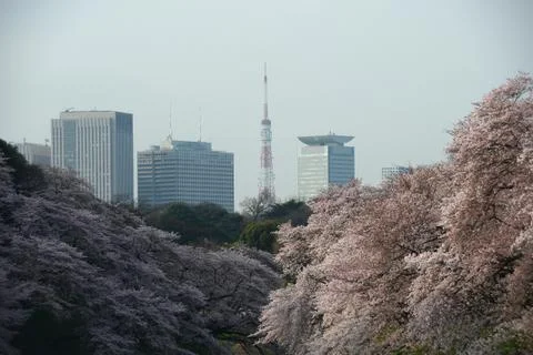 Tokyo sakura Stock Photos