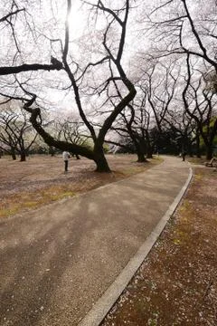 Tokyo sakura Stock Photos