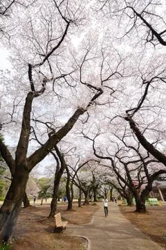 Tokyo sakura Stock Photos