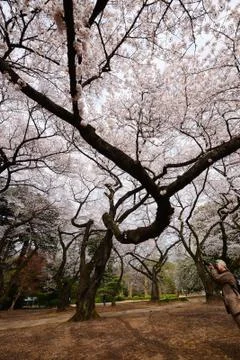 Tokyo sakura Stock Photos