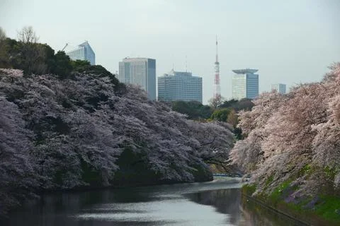 Tokyo sakura Stock Photos