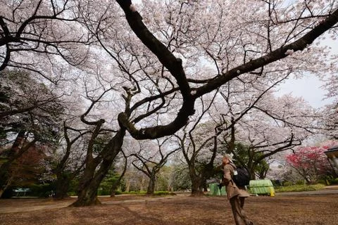 Tokyo sakura Stock Photos