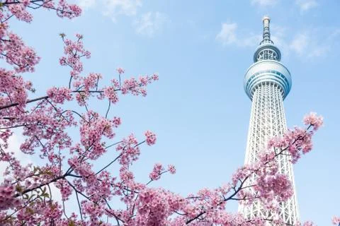 Tokyo Sky Tree 스톡 사진
