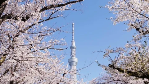 Tokyo sky tree tower with sakura cherry blossom frame Stock Footage 123575501