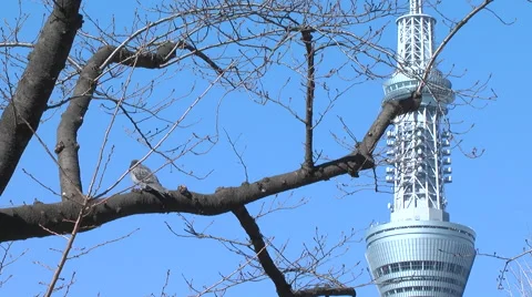 Tokyo sky tree,pigeon Stock Footage 46574547