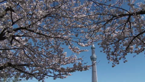 Tokyo Skytree and Cherry Blossoms Video stock 327650344