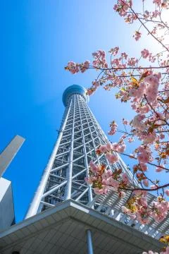 Tokyo Skytree with cherry blossoms 스톡 사진
