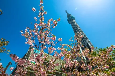 Tokyo Skytree with cherry blossoms 스톡 사진