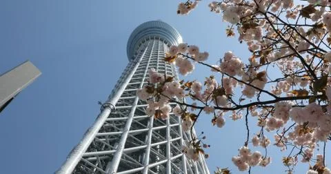 Tokyo Skytree with cherry blossoms 스톡 사진