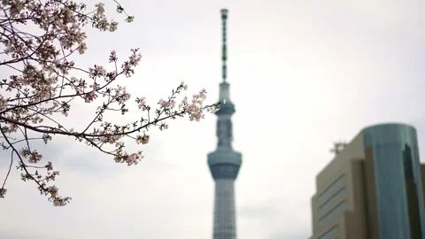 Tokyo Skytree observation tower, sakura flowers cherry blossom in Tokyo, Japan Stock Footage 290289655