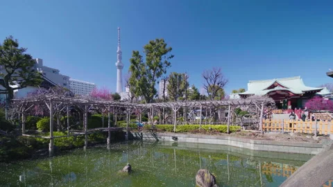 Tokyo Skytree overlooking the pond and pergola of the Kameido Tenjin shrine. Stock Footage 129079026