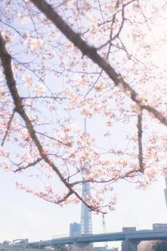 Tokyo Skytree 스톡 사진