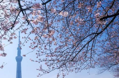 Tokyo Skytree 스톡 사진