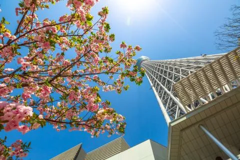 Tokyo Skytree sakura 스톡 사진