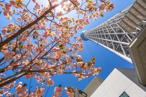 Tokyo Skytree sakura 스톡 사진