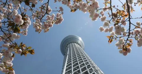 Tokyo Skytree sakura 스톡 사진