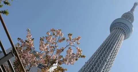 Tokyo Skytree sakura 스톡 사진