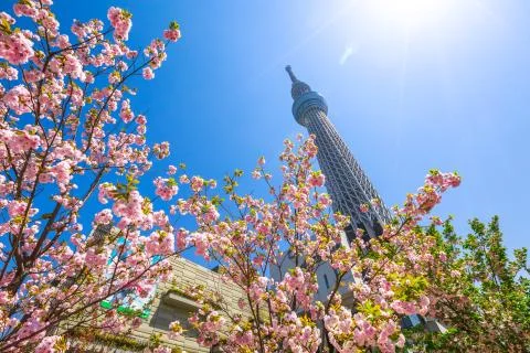 Tokyo Skytree Sakura tree 스톡 사진