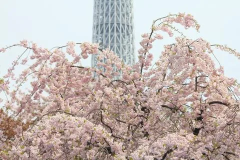 Tokyo spring time. Cherry blossoms in Tokyo, Japan. Pink sakura in Sumida Par Stock Photos