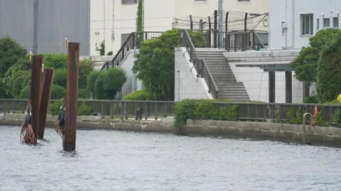 Tokyo Sumida River 2021May Stock Footage 154881603