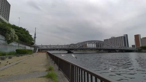 Tokyo Sumida River stroll video 2022 Stock Footage 194528452