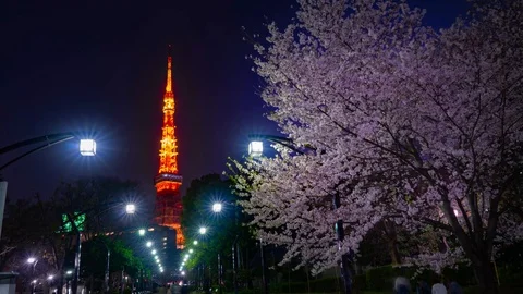 Tokyo Tower with Cherry Blossom Stock Footage