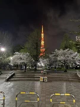 Tokyo Tower framed by blooming cherry blossom trees in Shiba Park Stock Photos