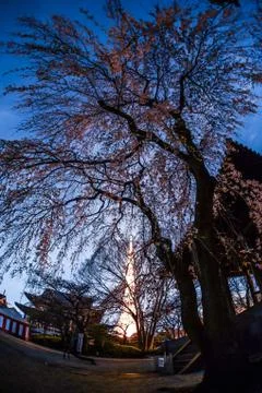 Tokyo Tower visible from the cherry tree of Zojoji Temple Stock Photos