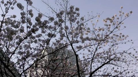 TOKYO TREE BRANCHES Video stock 94683270