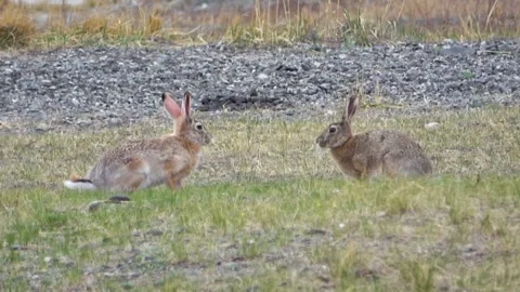 Tolai hare is sitting among the green grass Vidéo 331255693