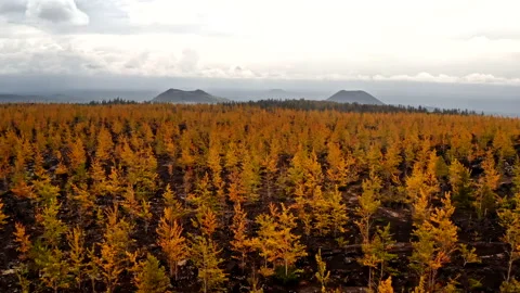 Tolbachik volcano, Kamchatka Vídeo Stock 137032297