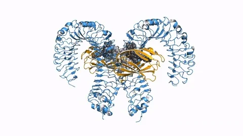 Toll-like receptor (TLR4), rotating model Stock Footage 73040860